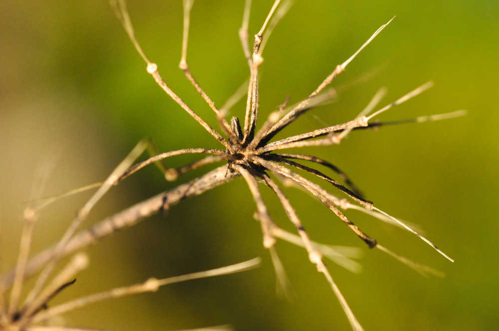 What's left after the seeds have been dispersed.