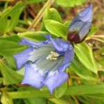 Gentian - one of the last of the alpine summer flowers this August.