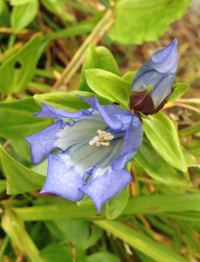Gentian - one of the last of the alpine summer flowers this August.