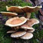 Mushrooms along the trail to Mount McGinnis.