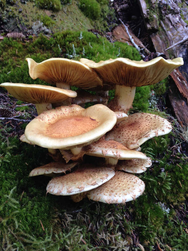 Mushrooms along the trail to Mount McGinnis.