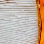 The underside of a mushroom.