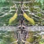 Creature of the lake.