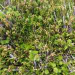 A thick miniature forest of three-inch high heather on West Peak.