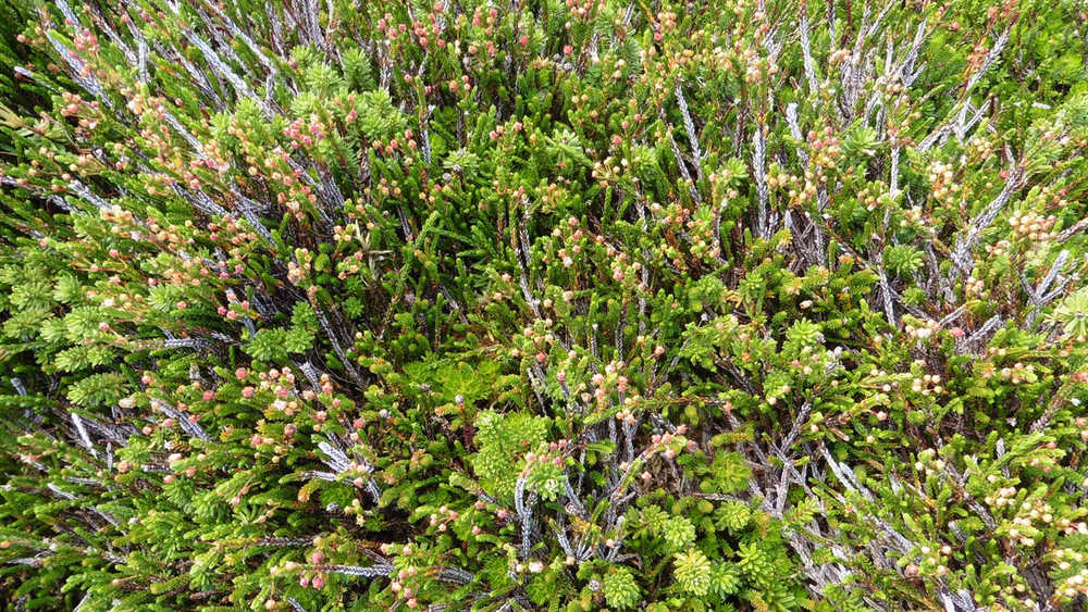 A thick miniature forest of three-inch high heather on West Peak.
