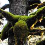 A natural moss-covered moose head along a Taku River trail.
