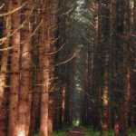 Avenue of tall trees at the Boy Scout Camp.