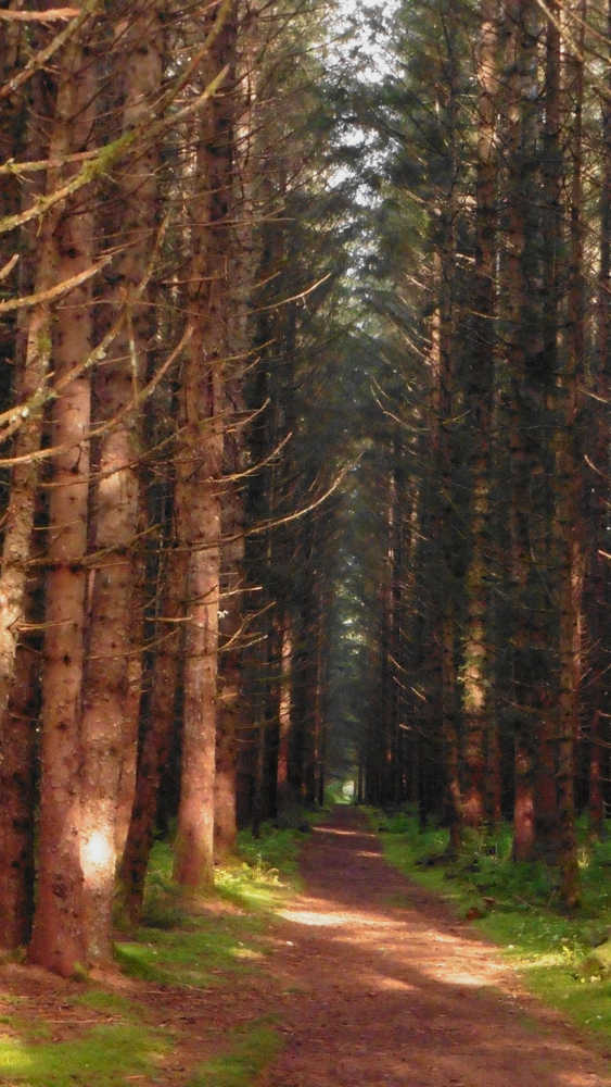 Avenue of tall trees at the Boy Scout Camp.