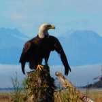 An adult eagle dries his wings with a fog bank against the  Chilkats in the background.