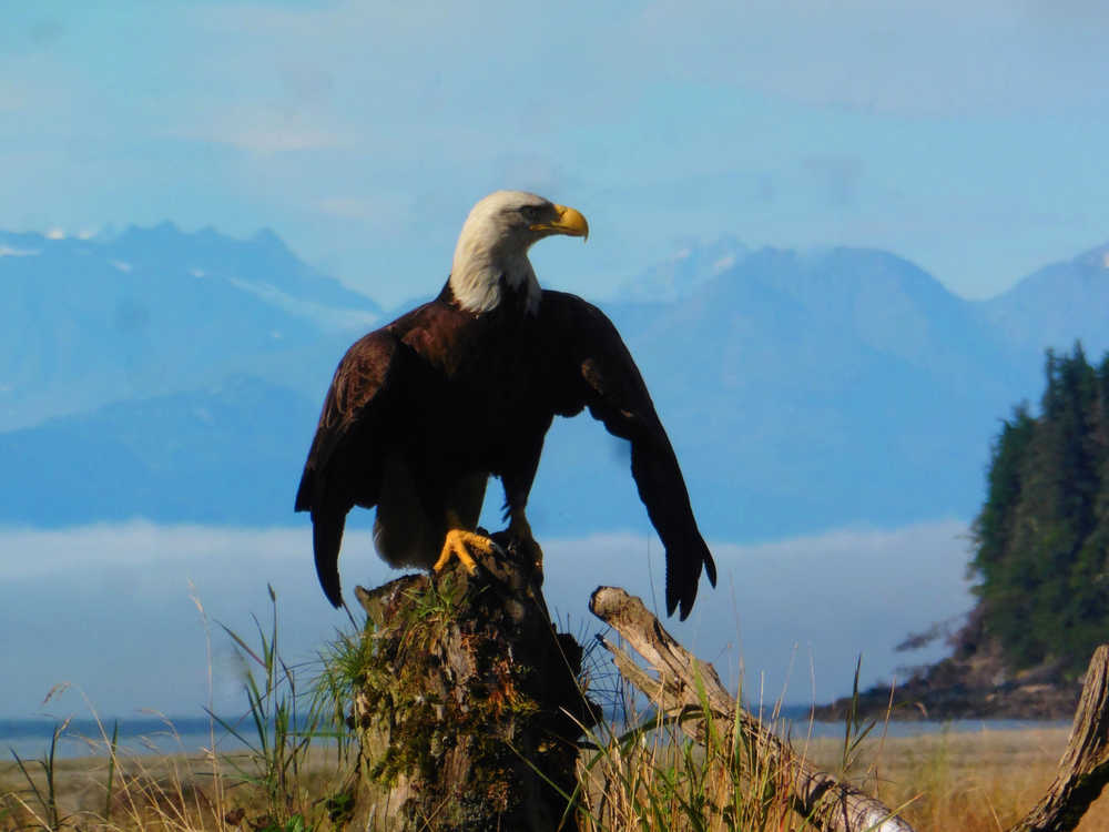 An adult eagle dries his wings with a fog bank against the  Chilkats in the background.