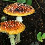Colorful amanita mushrooms emerge from the forest floor.