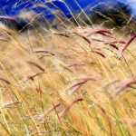 Amber waves of grain, Mendenhall Wetlands.