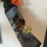 The bear spray can used by UnCruise Adventures guide Michael Justa was recovered from the trail a week later. It appears to have been gnawed on by a bear.