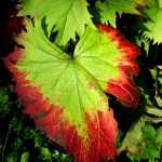 A ligularia leaf changes color in mid-September.