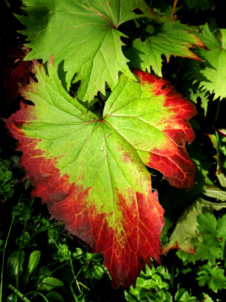 A ligularia leaf changes color in mid-September.