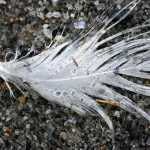 Feather with rain and pebbles.
