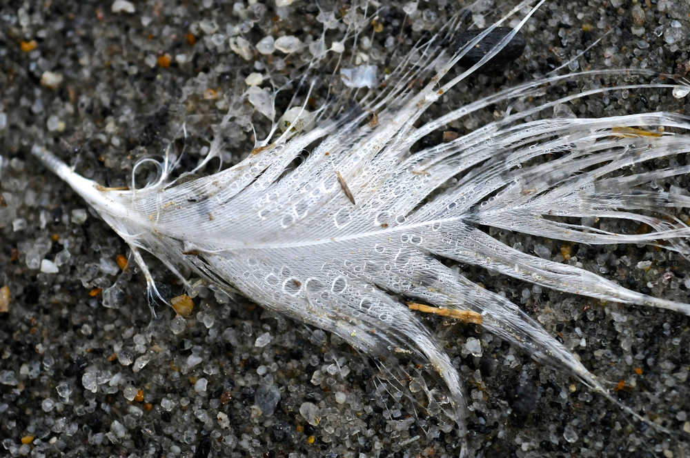 Feather with rain and pebbles.