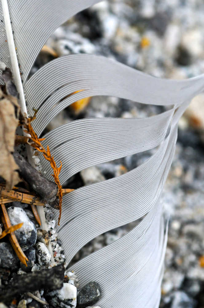 A feather forms waves.