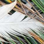 Feather and grass.