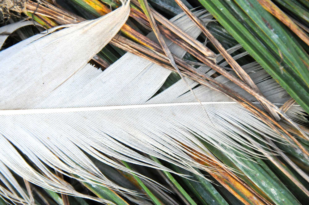 Feather and grass.