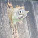 A squirrel peers at the photographer.