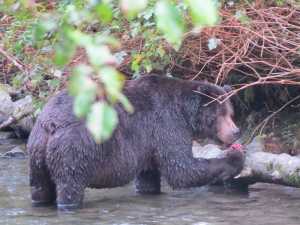 Off the Beaten Path: A bear's last feast