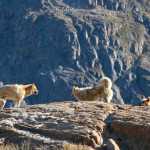 Greenlandic hunters often prefer sled dogs over snowmachines.  In this way, many hunters feel they're maintaining a connection with knowledge and skills that have stood the test of time.  Sisimiut, Greenland.