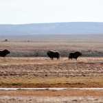 A dominant male musk ox keeps a watchful eye over his harem in an Arctic meadow. Boothia Peninsula, Canada.