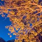 Aspen branches lit by a campfire after dark.