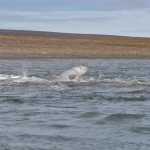 Hundreds of belugas gathered at the head of a nondescript bay to molt and exfoliate in the shallows. Here, one jumps. Prince of Wales Island, Canada.