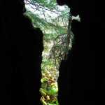 Woodland scene from inside a tree trunk on Treadwell Trail.