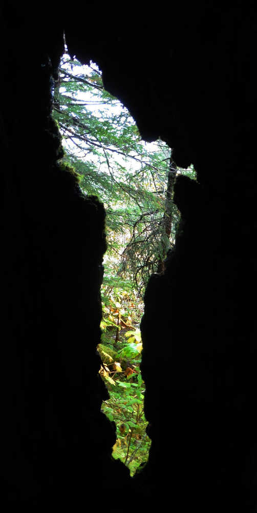 Woodland scene from inside a tree trunk on Treadwell Trail.