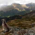 Maddy enjoys the spectacular view from the top of the Juneau Ridge.