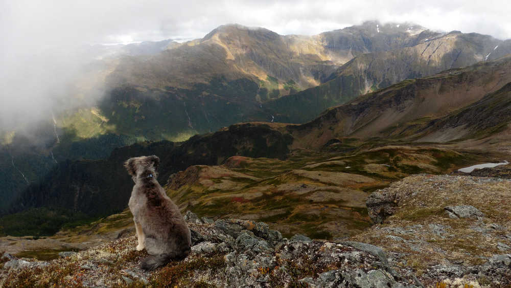 Maddy enjoys the spectacular view from the top of the Juneau Ridge.