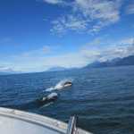 Photographer took her skiff through the Pass and a group of porpoises quickly appeared and rocketed along side and in front of the boat for several minutes before disappearing.