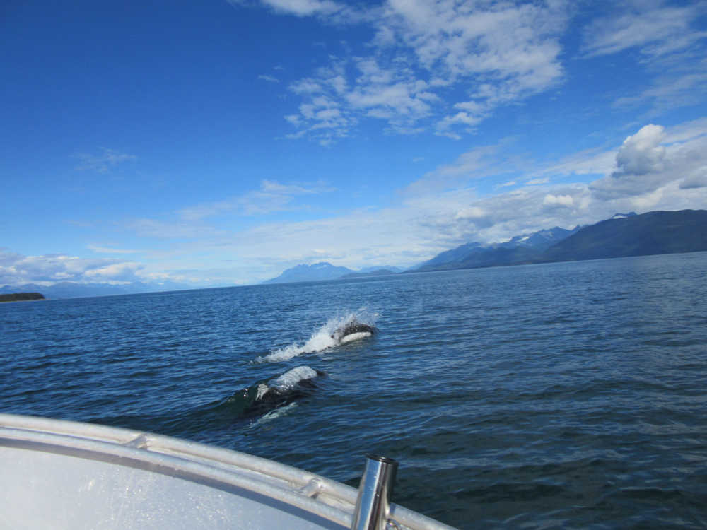 Photographer took her skiff through the Pass and a group of porpoises quickly appeared and rocketed along side and in front of the boat for several minutes before disappearing.