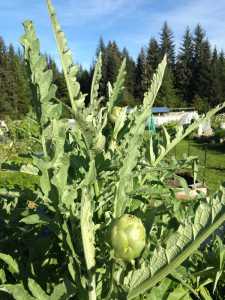 Tempting artichokes.