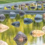 Morning light on a reflecting pond.