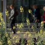 The last flowers of the season shine in the morning sunlight in the Main Street meridian on Thursday. A couple of Assembly candidates have proposed not planting downtown beds next year as a budget-saving measure.