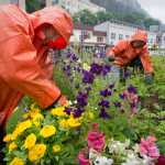 In this file photo from July 2011, Thomas McKenzie, left, and Nick Ramseth of the city's parks division add to the color bonanza of downtown flower beds with their orange rain slickers as they pull weeds and pick dead flowers.