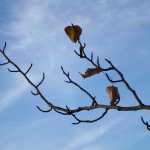 A tree branch in Anchorage in late September.