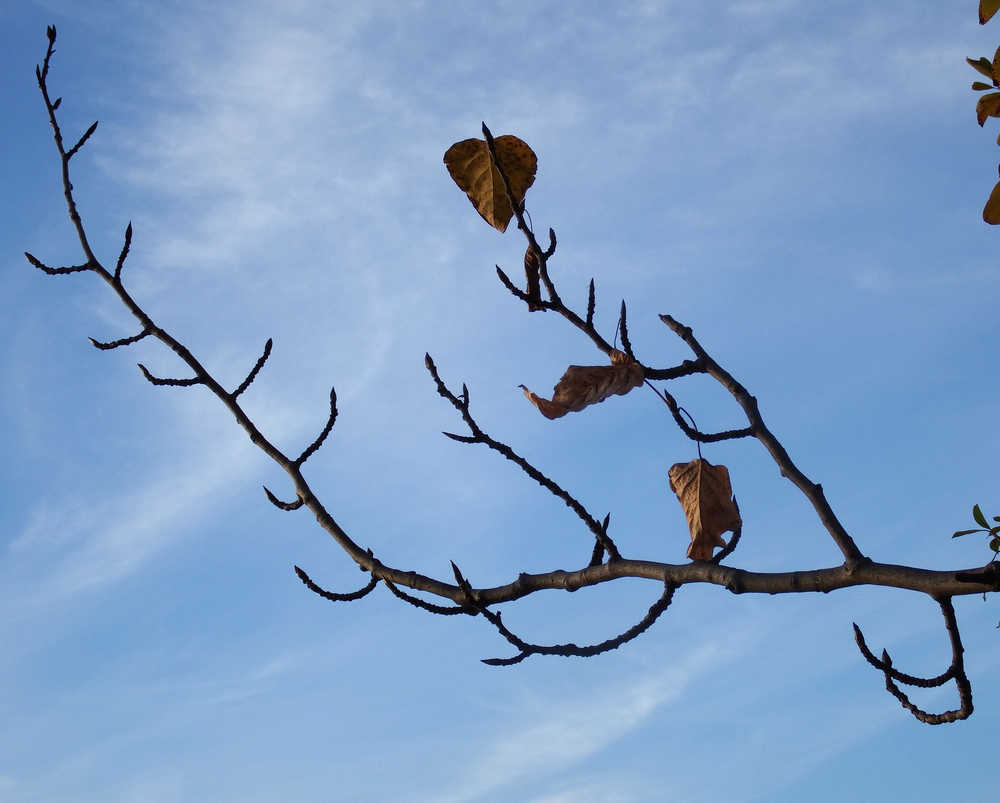A tree branch in Anchorage in late September.