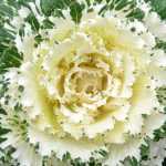 Scalloped edges and bright colors show this downtown flowering plant withstanding cold autumn nights.