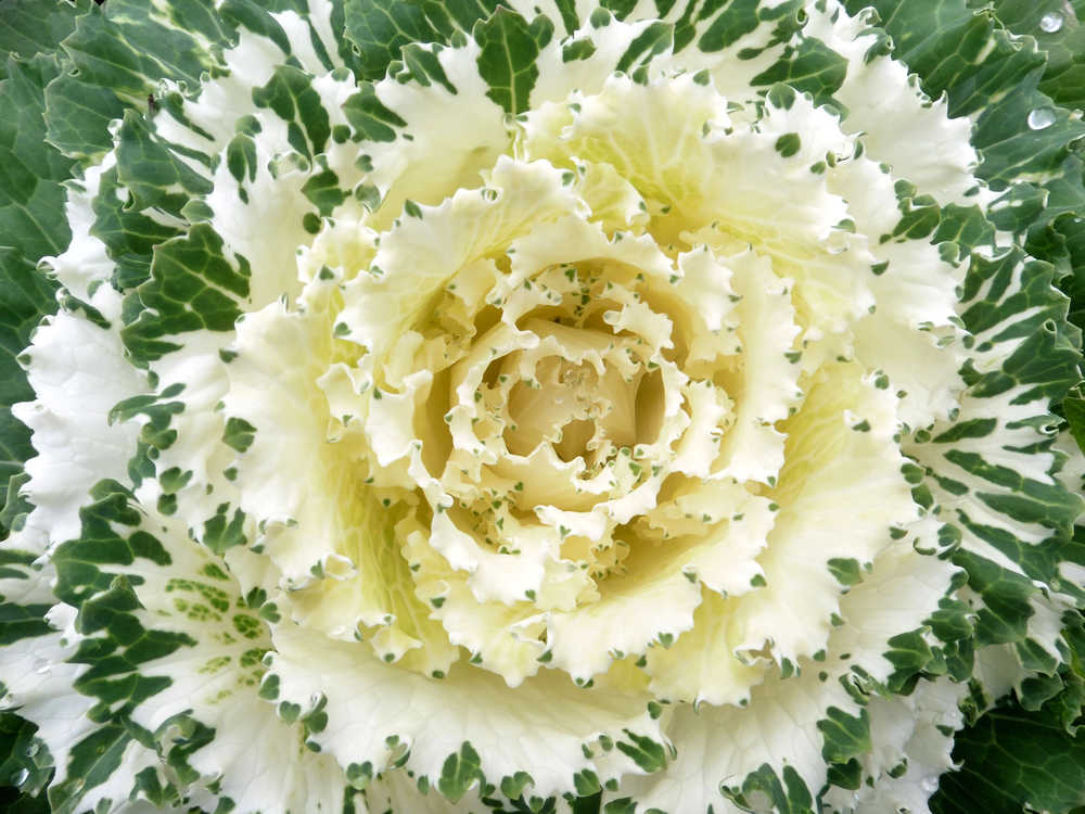 Scalloped edges and bright colors show this downtown flowering plant withstanding cold autumn nights.