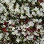 The puffy whiteness of reindeer lichens on Mount Ben Stewart against dark red autumn leaves, Sept. 28.
