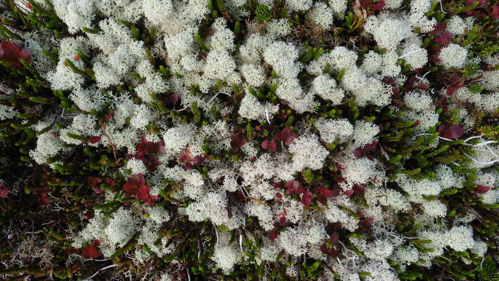 The puffy whiteness of reindeer lichens on Mount Ben Stewart against dark red autumn leaves, Sept. 28.