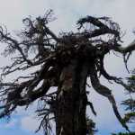 Medusa of the woods on Auke Nu trail, Sept. 2.