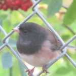 A dark-eyed junco visits a local friend.