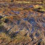 Frost on the tidal grass on a cool autumn day; Mendenhall Wetlands State Game Refuge.
