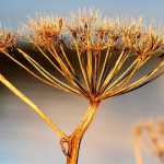 Cow parsnip gone to seed, out the road.